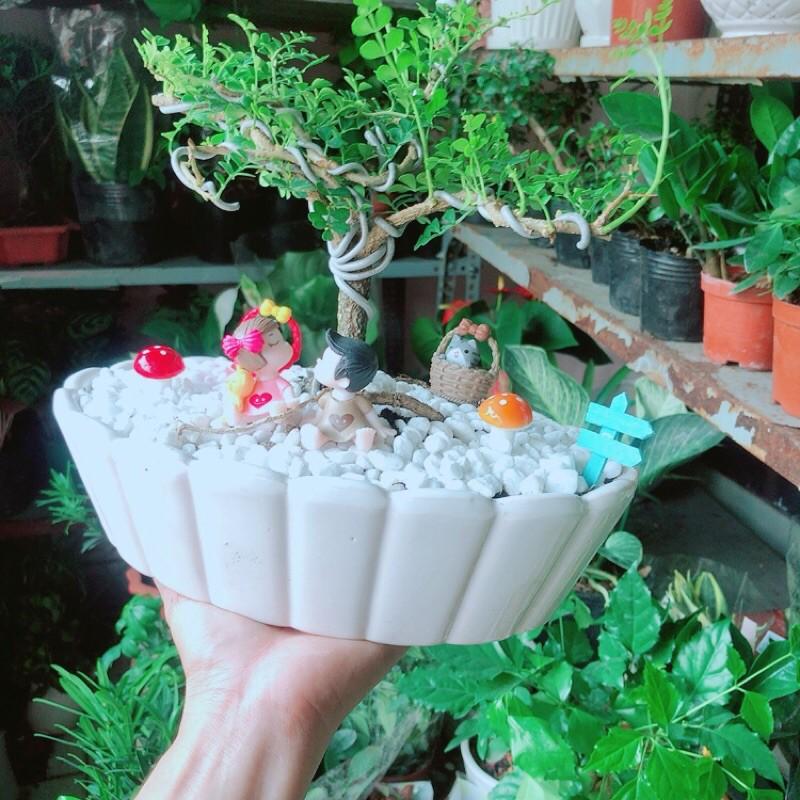 Chậu Cây Cần Thăng Bonsai