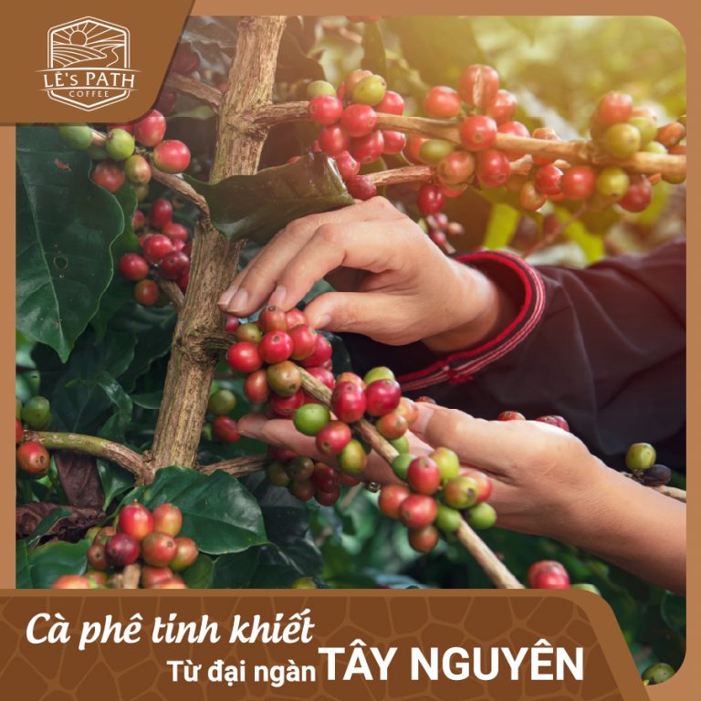 Cà phê nguyên chất Lê’s Path Coffee Sweet cà phê pha máy 2 loại 250gr và 500gr