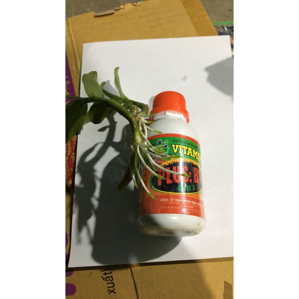 Vitamin B1 Thái nhập khẩu đóng gói tại Việt Nam lọ 100ml