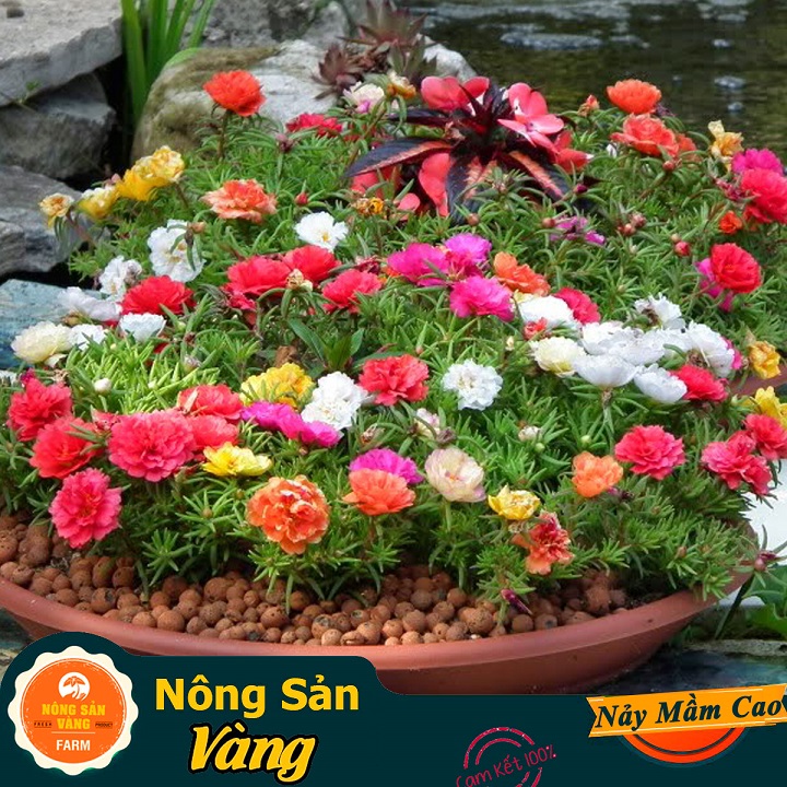 Hạt giống Hoa Mười Giờ Mỹ Nhiều Màu - Nông Sản Vàng