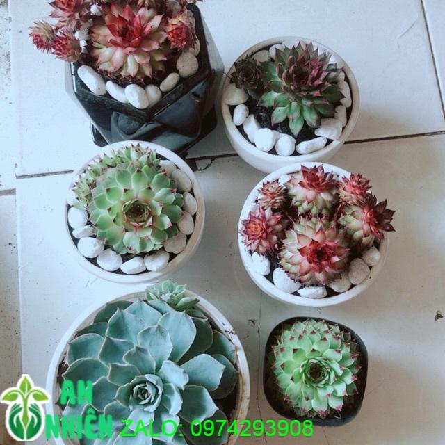 Combo 6 Mẫu Sen Đá