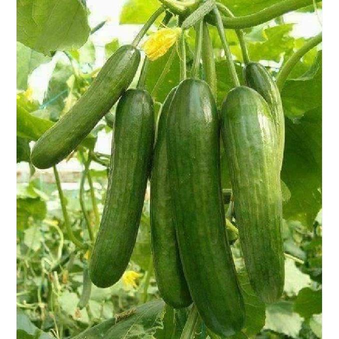 Hạt giống dưa chuột baby chùm KNS3336 - Gói 10 hạt