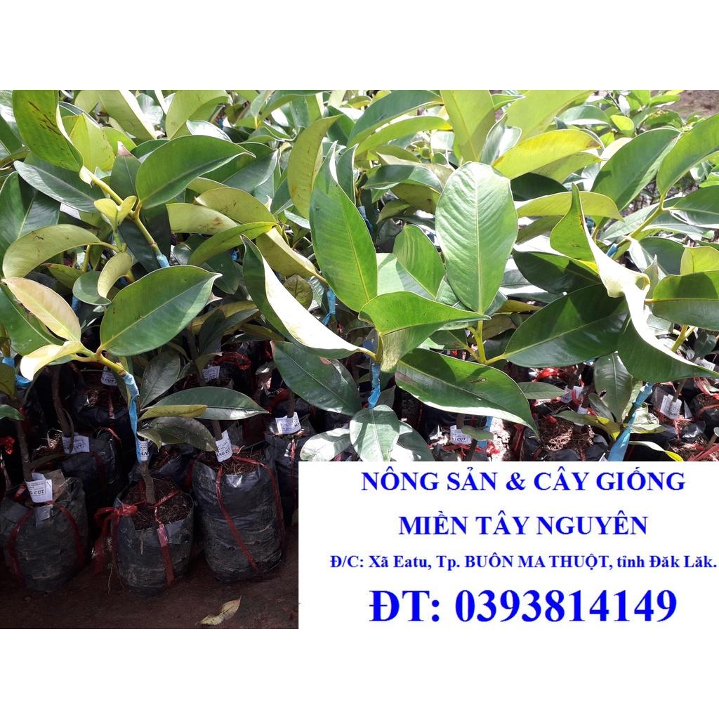 Cây giống MĂNG CỤT GHÉP cho trái siêu sớm, siêu trái. )