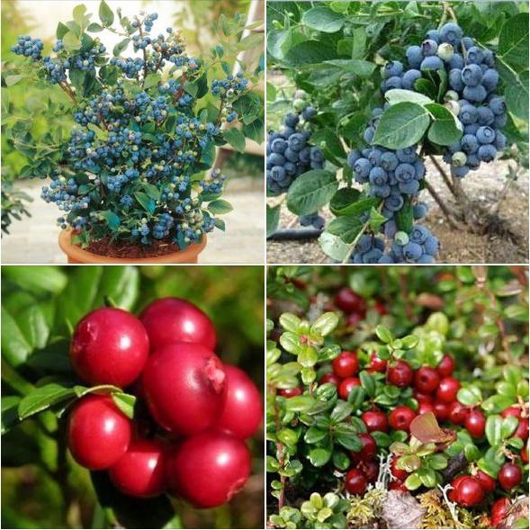 Combo 2 gói hạt giống việt quất xanh + 1 gói đỏ-gói 30 hạt/tặng kèm gói phân bón lót