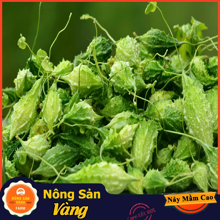 Hạt giống Khổ Qua Rừng ( Gói 10 hạt ) - Nông Sản Vàng