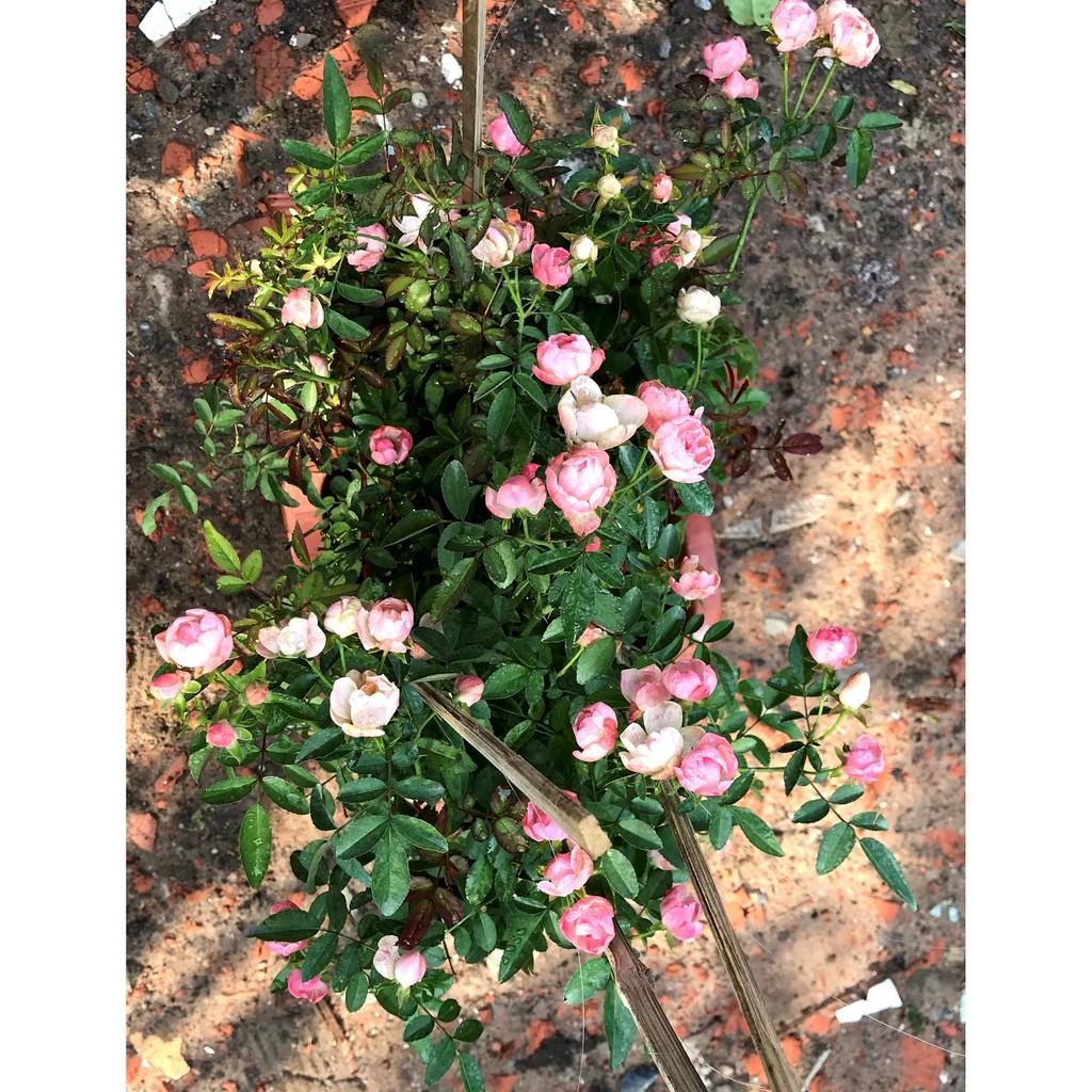 Chậu hoa hồng trứng màu hồng phấn