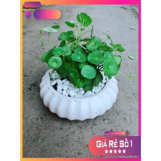 Chậu Cỏ Đồng Tiền