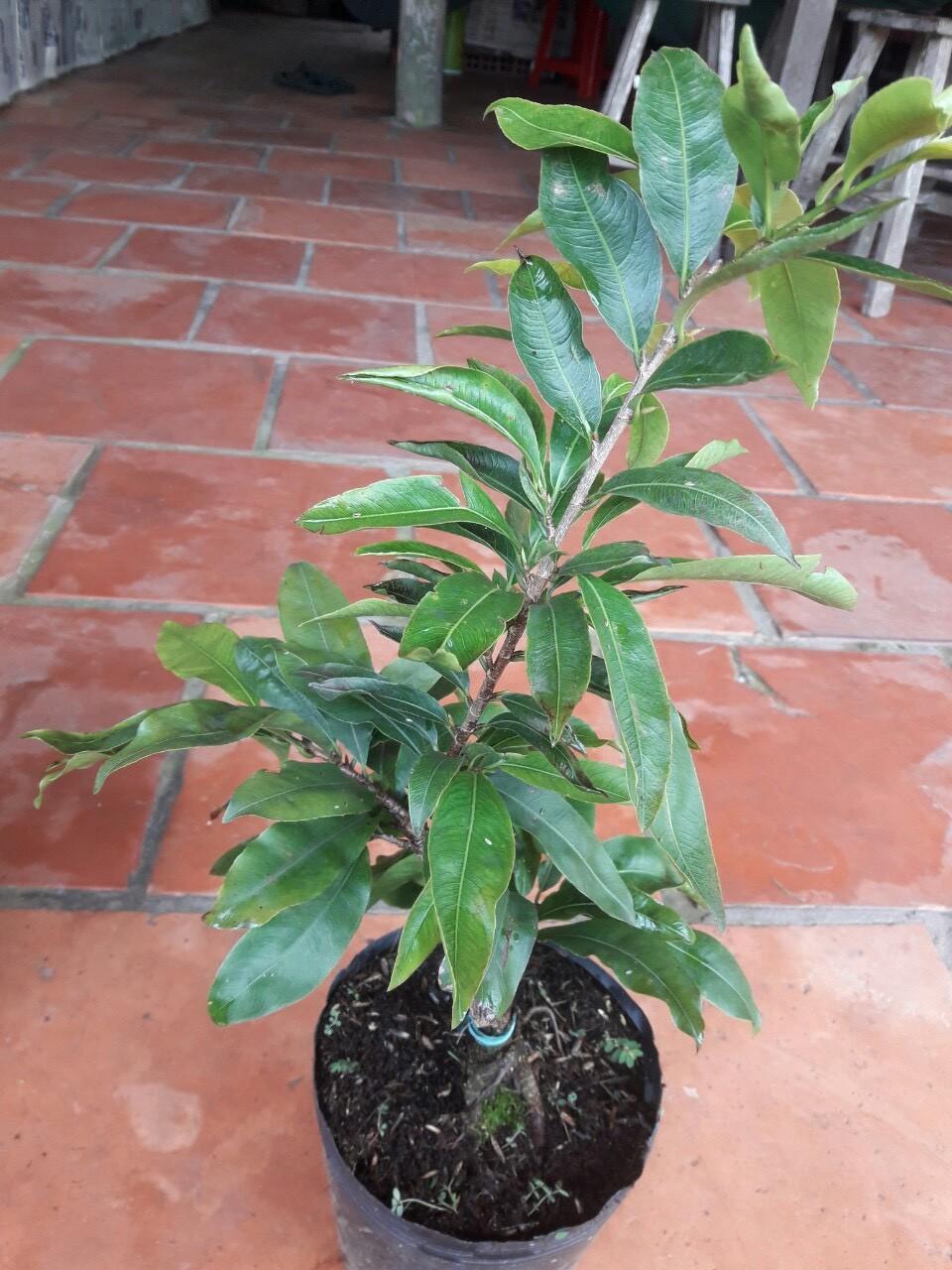 Hoa Mai Đại Lộc _cây chơi tết cao từ 60-80cm cây đẹp chuẩn giống