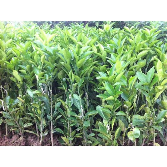 Cây giống cam cara ruột đỏ không hạt