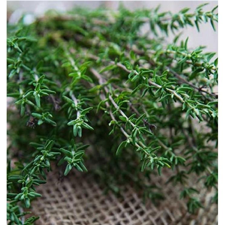 Hạt giống cỏ xạ hương - 100 hạt/gói