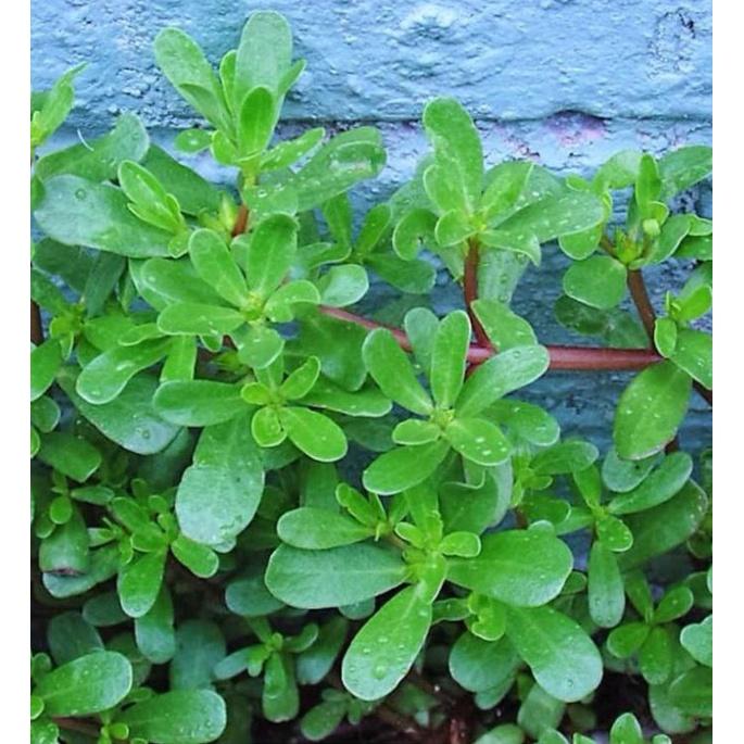 Hạt giống rau sam đất KNS306 - Gói 2gram