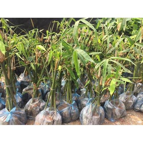 CÂY GIỐNG MĂNG TRE MĂNG BÁT BỘ CÂY GIỐNG