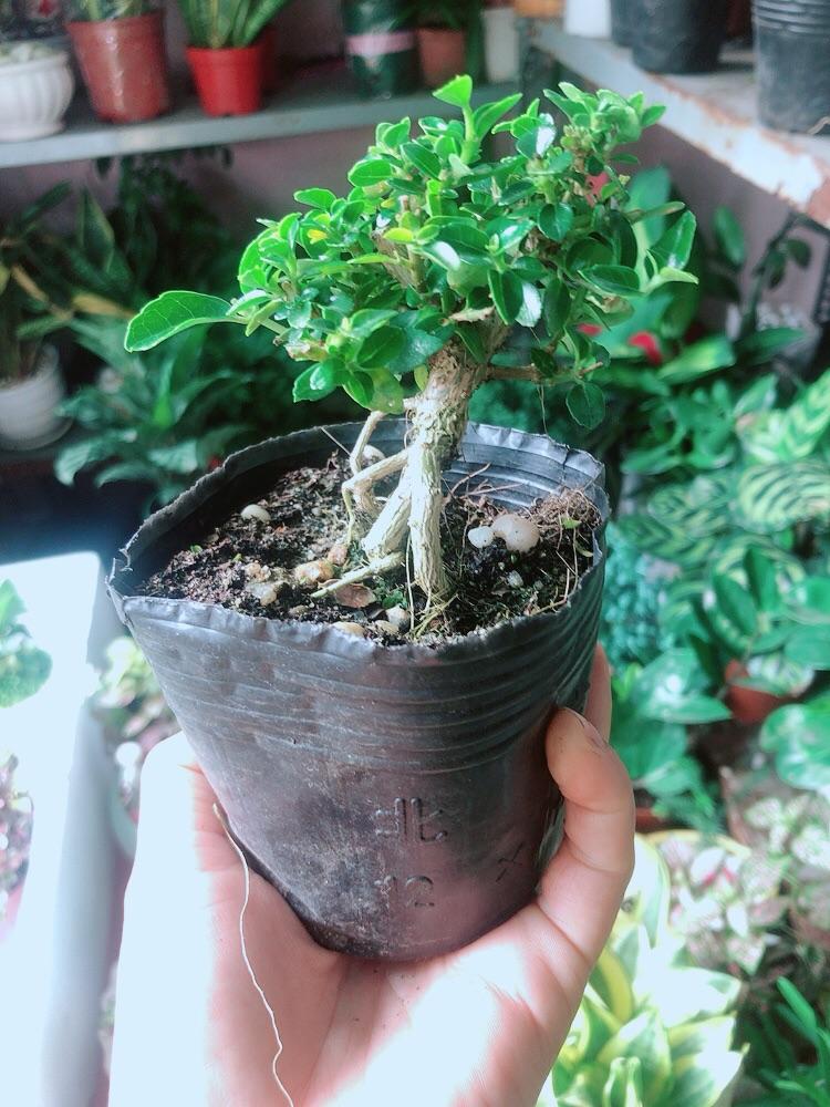 Cây Sam Hương Bonsai