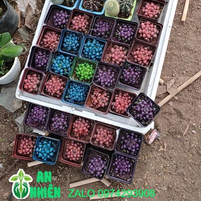 Cây Kim Cương Copi đồng giá 60k/cây