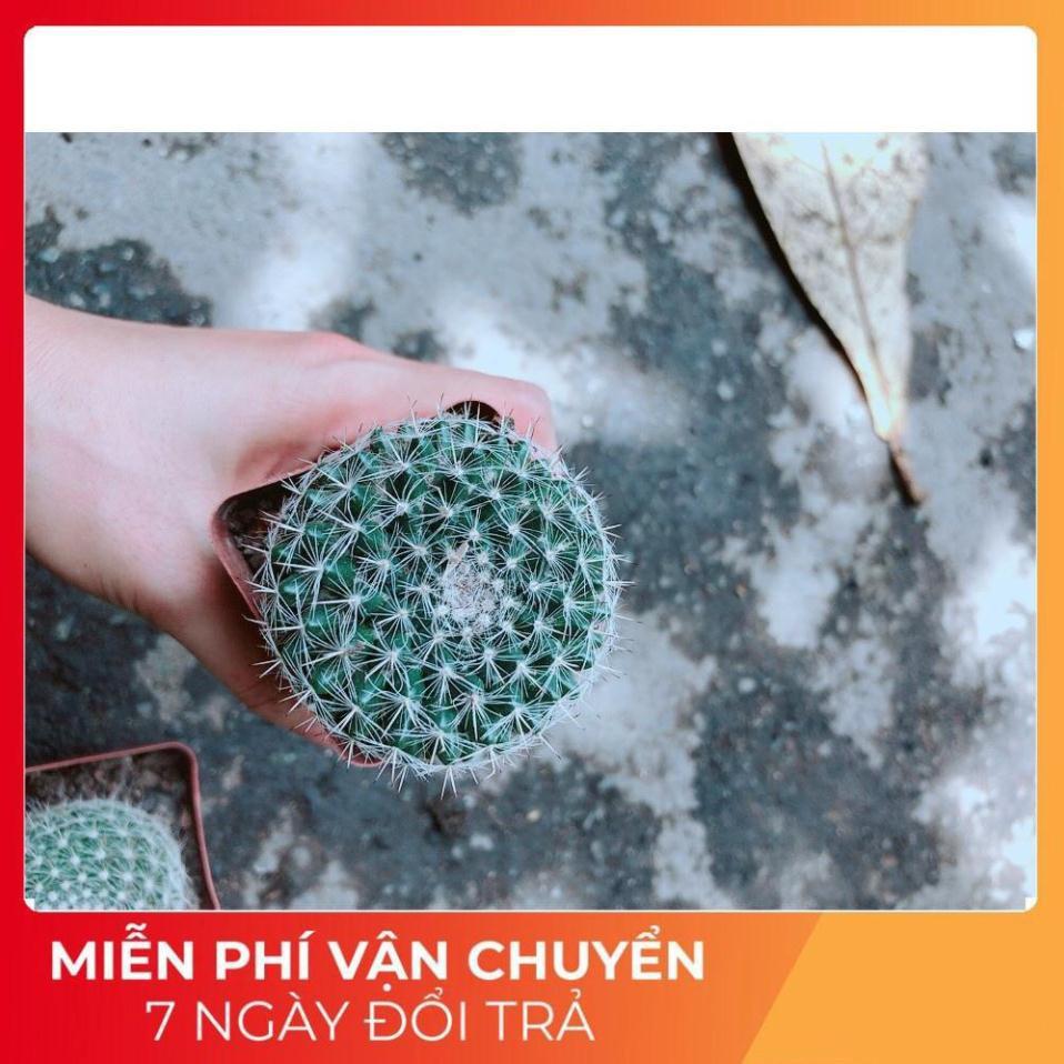 Xương Rông Bánh Sinh Nhật Nhỏ