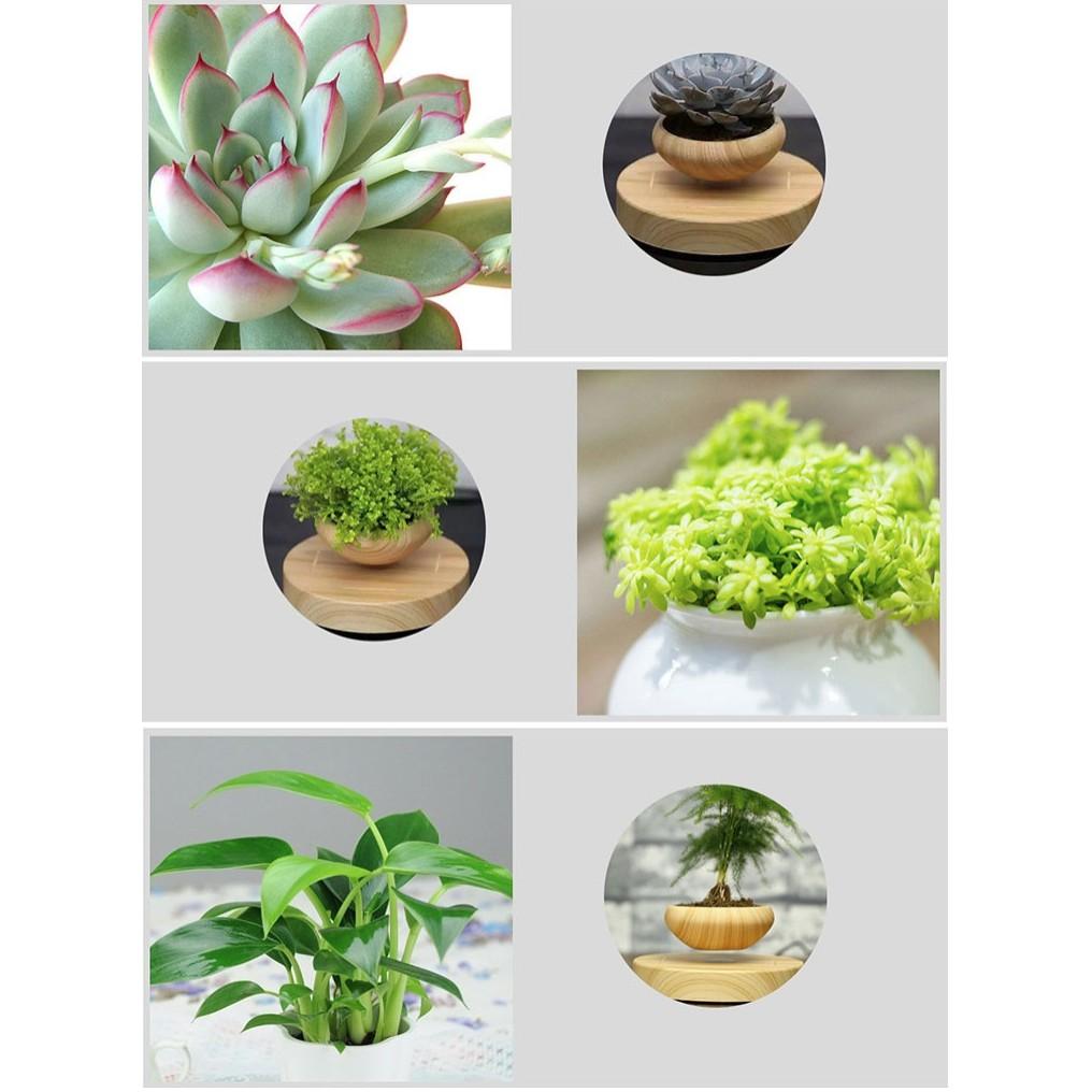 Chậu cây lọ hoa bonsai bay lơ lửng vân gỗ Đen độc đáo - AsiaMart