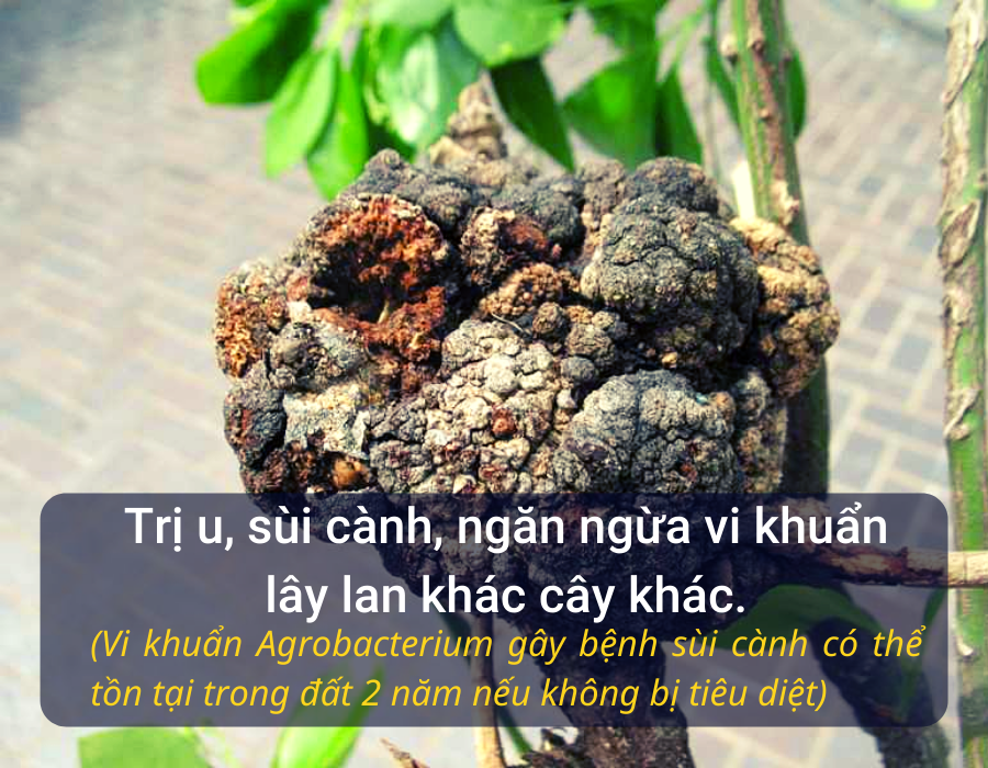 Dung dịch nano bạc diệt khuẩn Unitech | nguyên chất Diệt sạch nấm bệnh, vi khuẩn hoa hồng, phong lan, xử lý nước ao nuôi tôm ốc cá