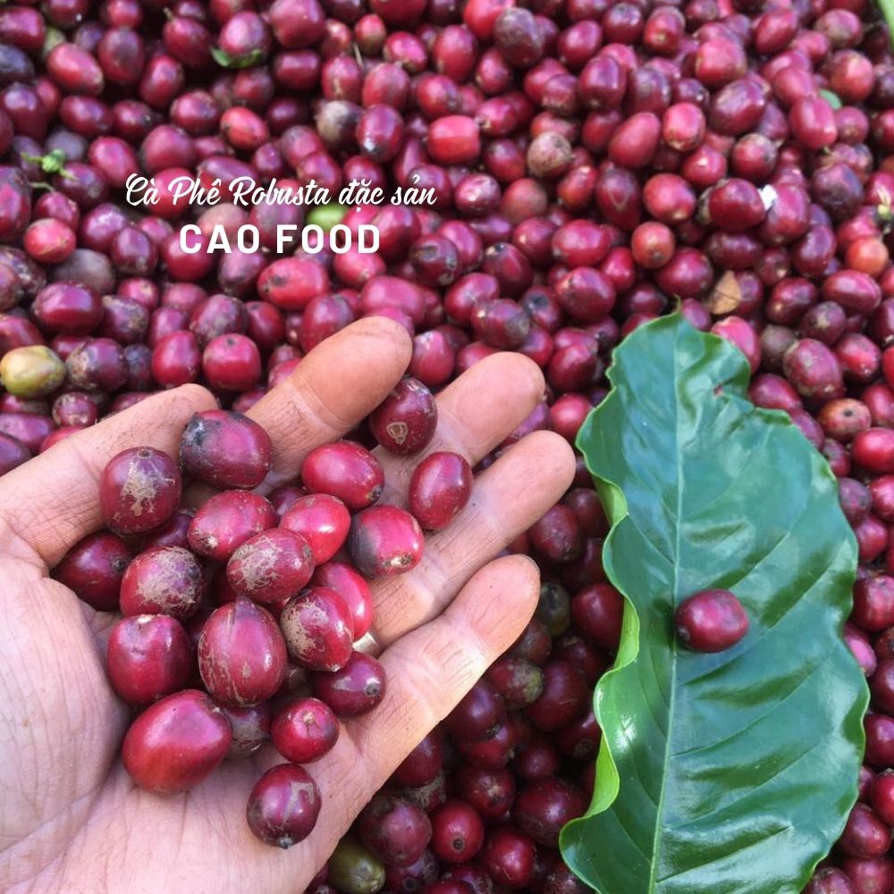 Cà phê Robusta Đaklak CAO FOOD từ 100% hạt cà phê robusta chín - đặc sản chế biến ướt Tây Nguyên cao cấp