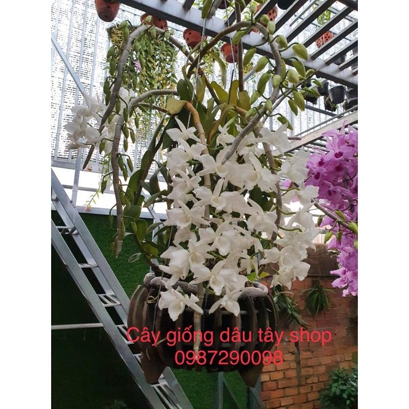 Giá thể trồng lan trộn sẵn gói 4,5dm3