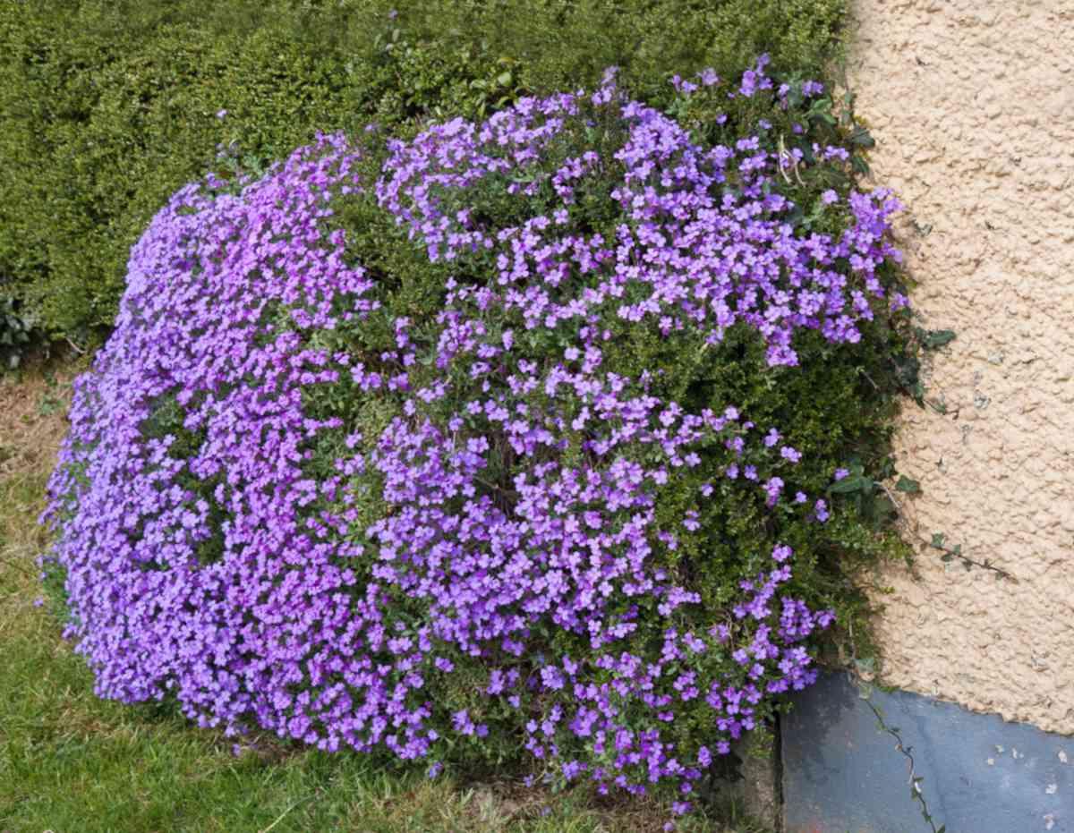 Hạt Giống Hoa Leo Đá Lâu Năm Chịu Hạn Aubrieta