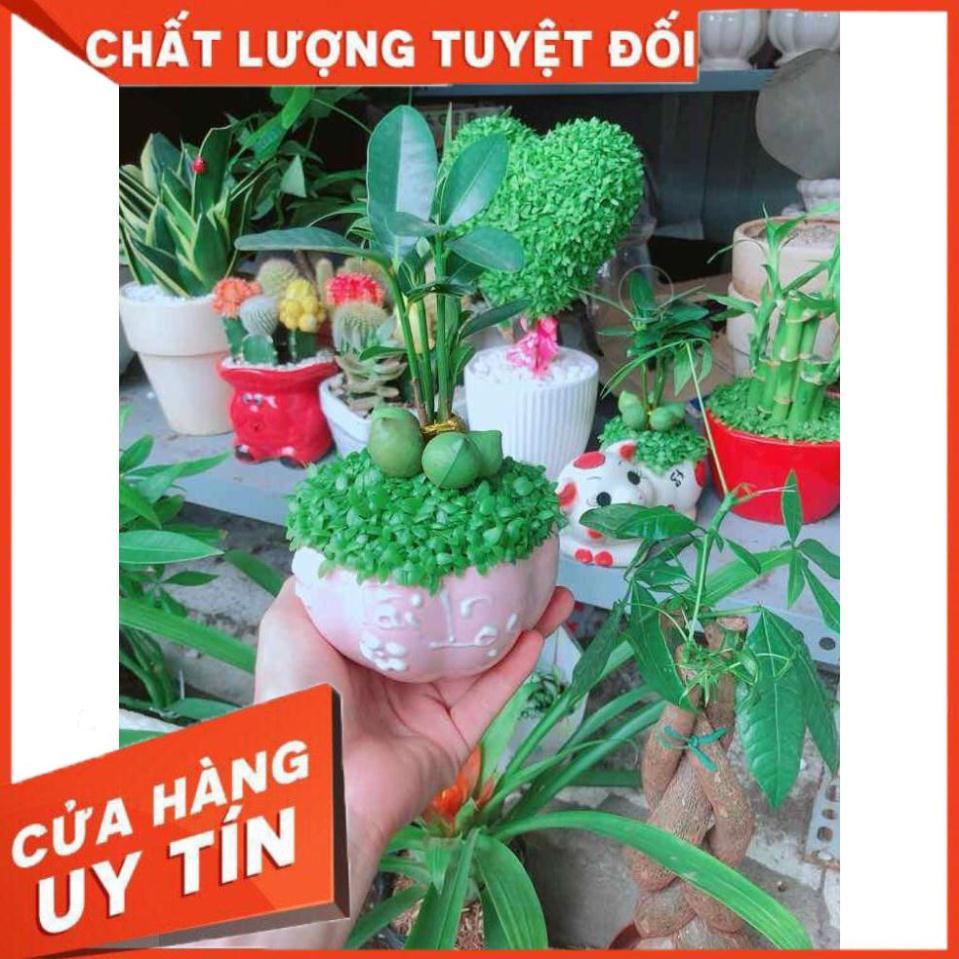 Chậu cây may mắn Nhiều Người Mua