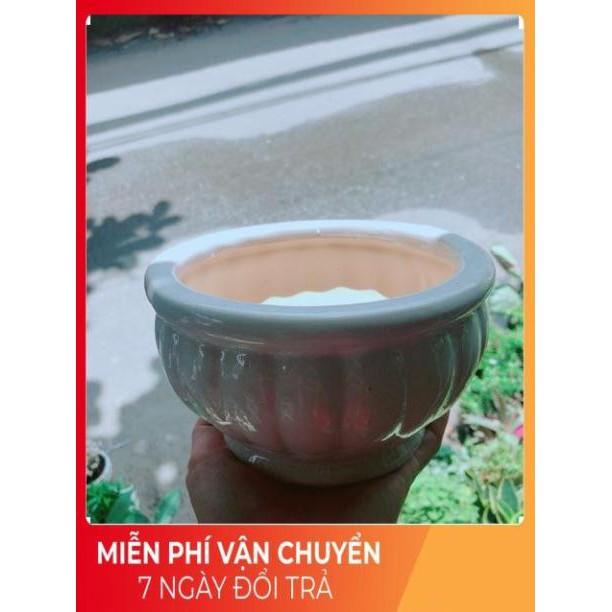 Chậu Trồng Cây