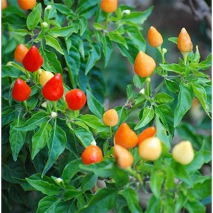 Hạt giống ớt đào tiên nhiều màu -gói 20 hạt/tặng kèm gói phân bón lót