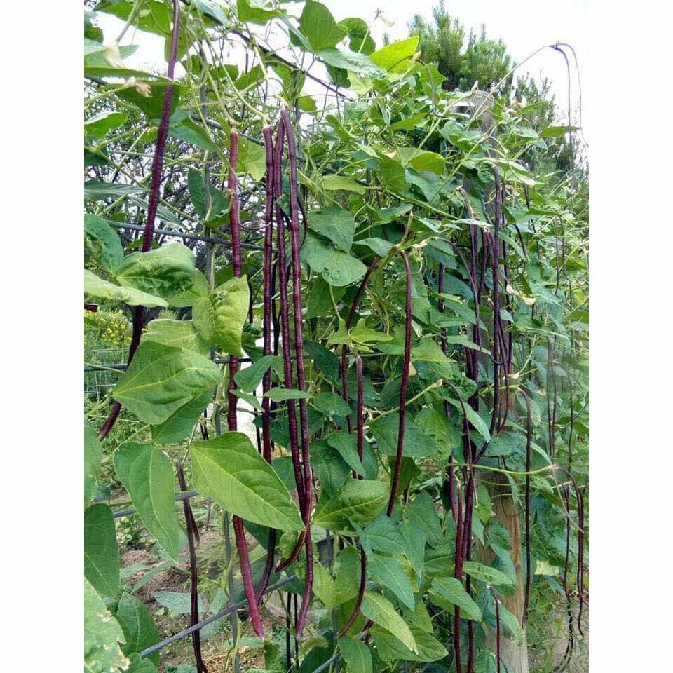 Hạt Giống Đậu Đũa Tím- gói 5gr
