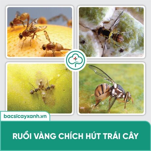 Thuốc diệt ruồi vàng Xua đuổi mối kiến sên nhớt hại trái an toàn sức cho khoẻ BS23 Ruva 250ml NSX Bacsicayxanh