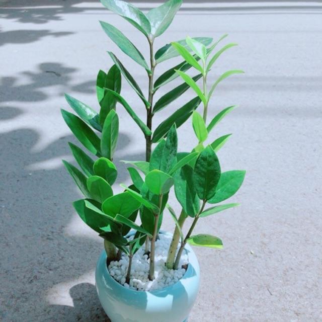 Chậu Kim Tiền Thái