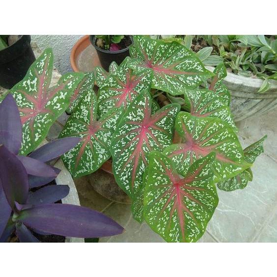 CÂY GIỐNG MÔN CẢNH. .