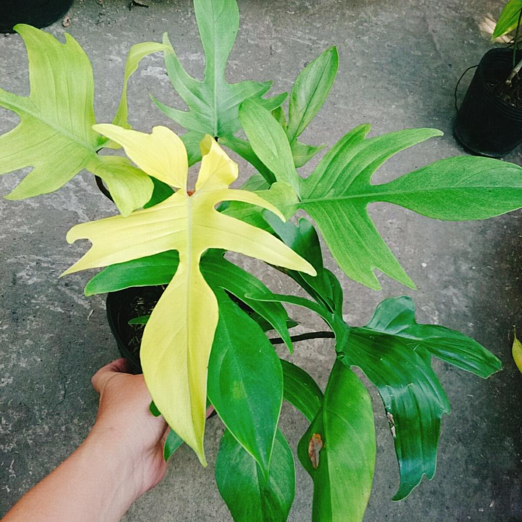 Trầu Bà Cánh Én Vàng - Philodendron Florida Ghost