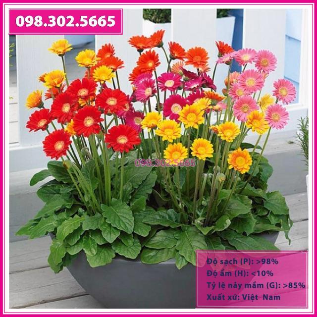 HẠT GIỐNG HOA ĐỒNG TIỀN MIX F1 GÓI 10-15 HẠT