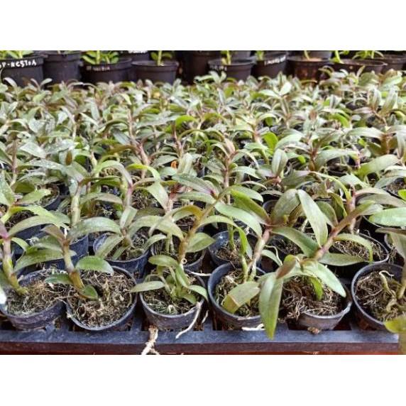 Combo 2 cốc phi điệp tím giống