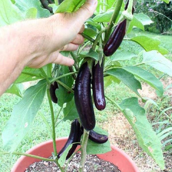 NGUYÊN CHẬU CÂY GIỐNG CÂY CÀ TÍM DÀI