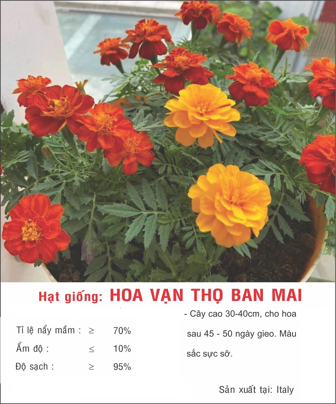 Hạt giống hoa Vạn Thọ Ban Mai VTP122