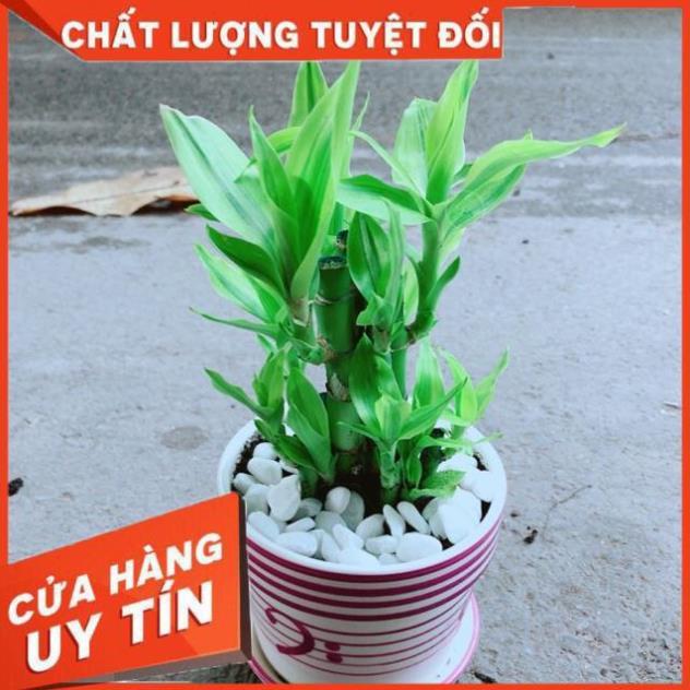 Chậu Trúc Phát Tài