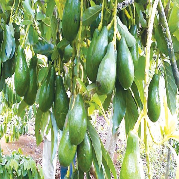 CÂY GIỐNG BƠ SÁP BOOT SIÊU NGON, NHIỀU QUẢ