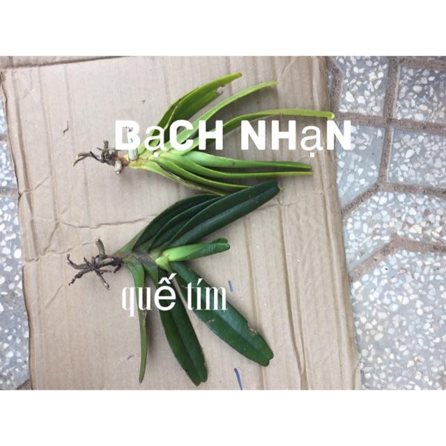 lan combo 1 bạch nhạn + 1 quế tím