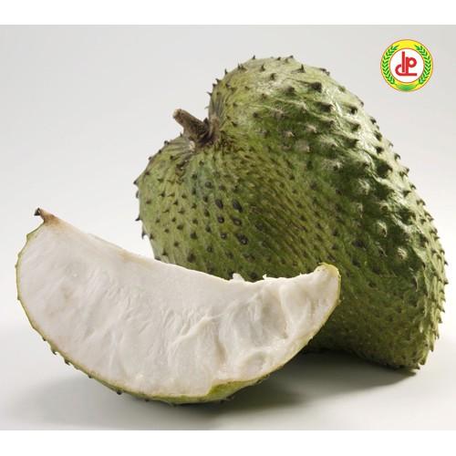 CÂY GIỐNG NA ĐÀI LOAN - GIỐNG F1
