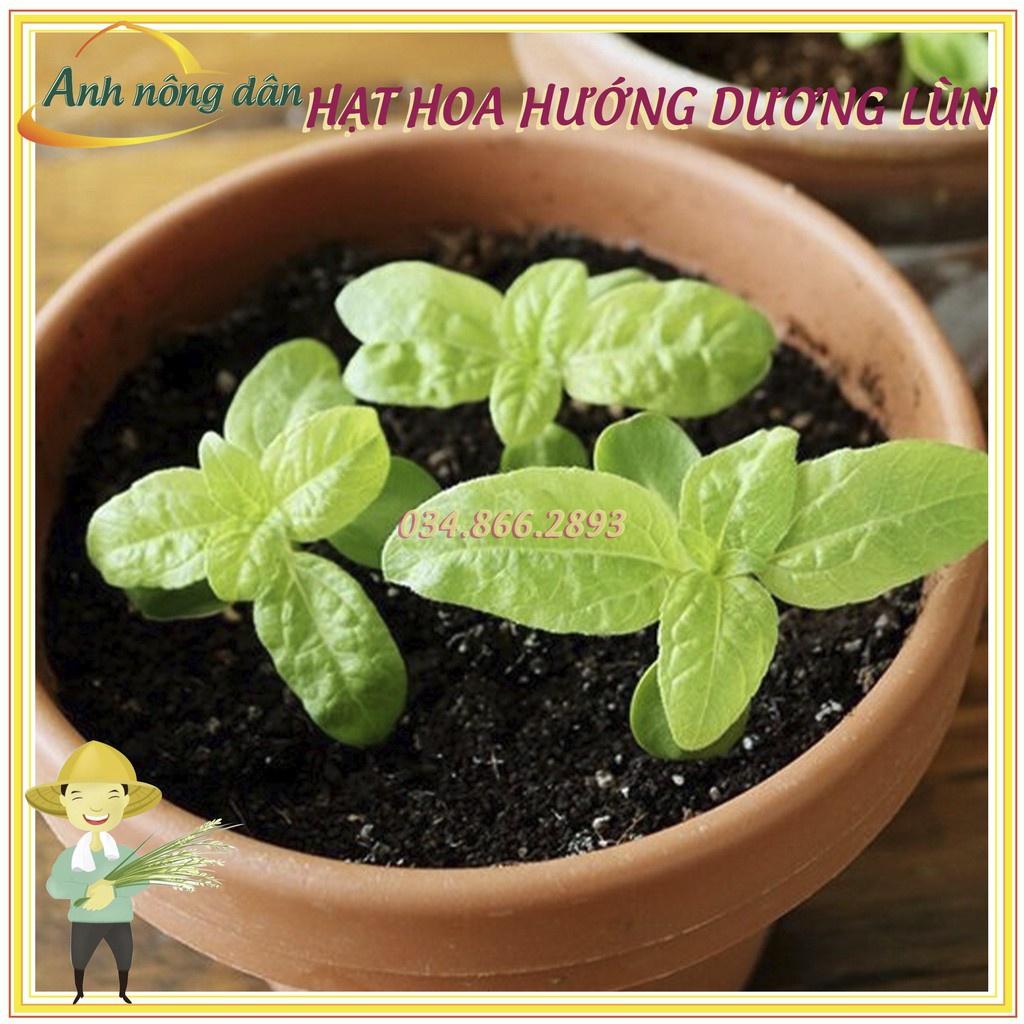 Gói 30 Hạt giống hoa hướng dương lùn hoa đơn F1 nở hoa đều