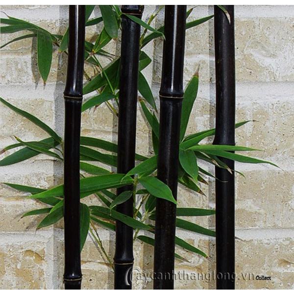 Cây trúc đen cực quý hiếm -1 thân cây giống - ăn măng siêu ngon,làm cây phong thủy