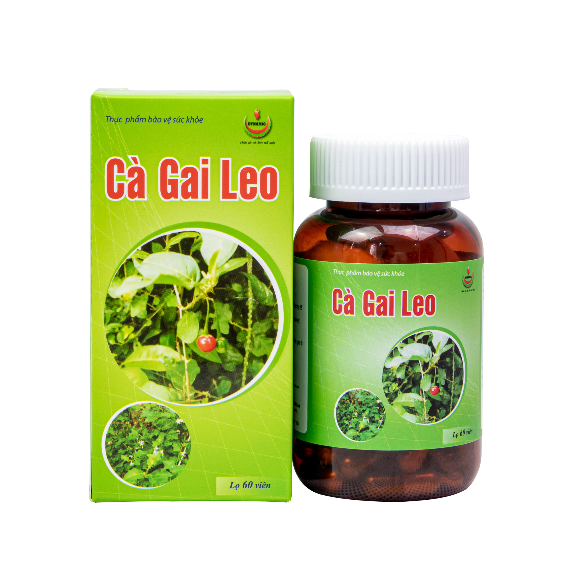 Cà gai leo - Năng Động - giải độc gan, giảm mề day, vàng da