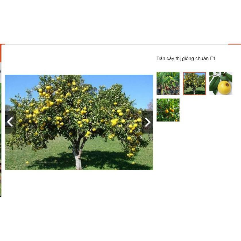 Sản phẩm Cây Ăn Trái cây thị phong thủy trồng trước nhà chuẩn giống F1