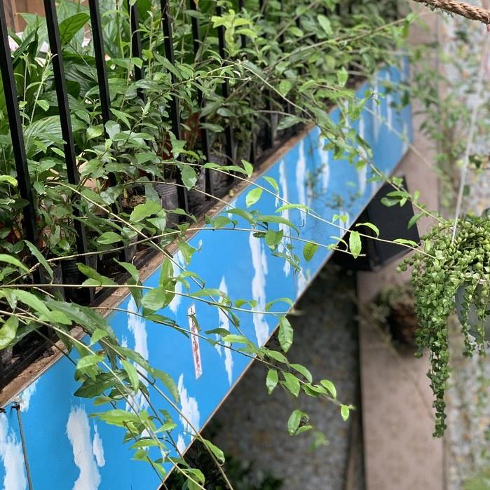 Cây Cúc Tần Ấn Độ - Cây leo trồng hàng rào, ban công chống nắng nóng