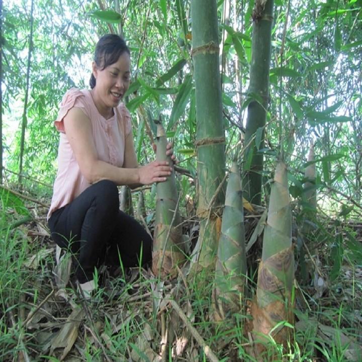 COM BO 2 CÂY GIỐNG MĂNG BÁT ĐỘ