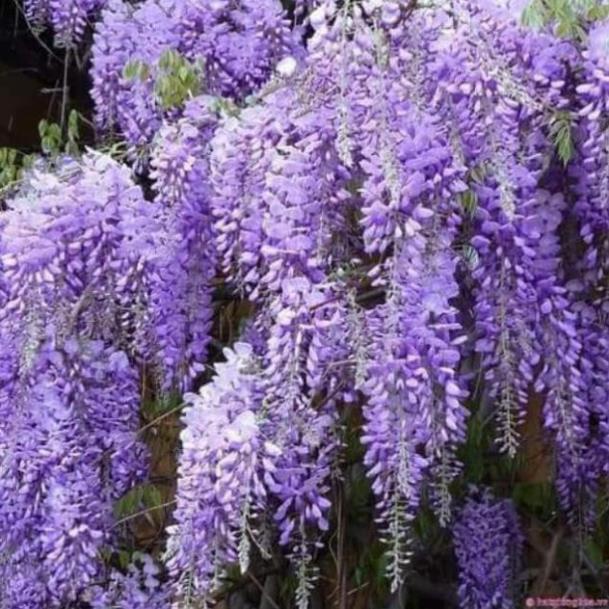 Sản phẩm HOA TỬ ĐẰNG ĐẸP LUNG LINH