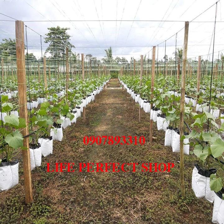 Túi trồng cây 40x40cm,Túi trồng dưa lưới,cây cảnh,cây ăn trái cở to