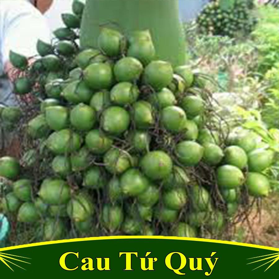 Cây giống cau lùn tứ quý Siêu quả, Cây cau cho quả bốn mùa đặc biệt chín tập trung vào dịp Tết Âm lịch