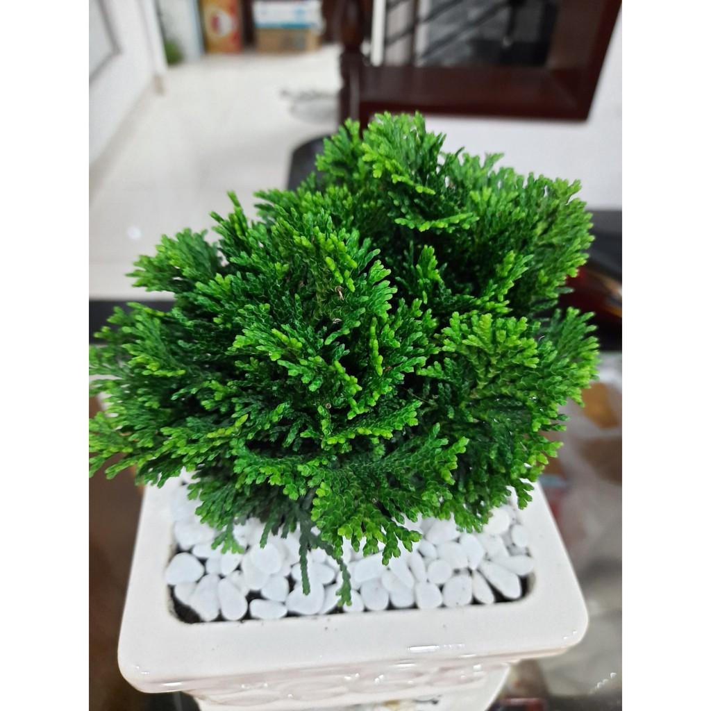 Chậu Cây Tùng Trắc